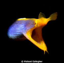 Ribbon eel portrait - shot taken whilst muck diving off T... by Michael Gallagher 